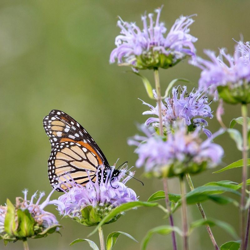 Bee Balm