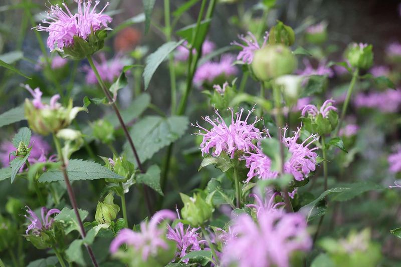 Bee Balm