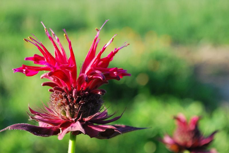 Bee Balm