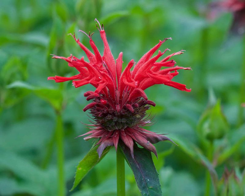 Bee Balm (Monarda)