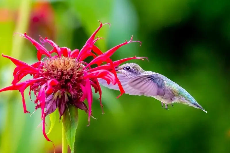 Bee Balm (Monarda didyma)