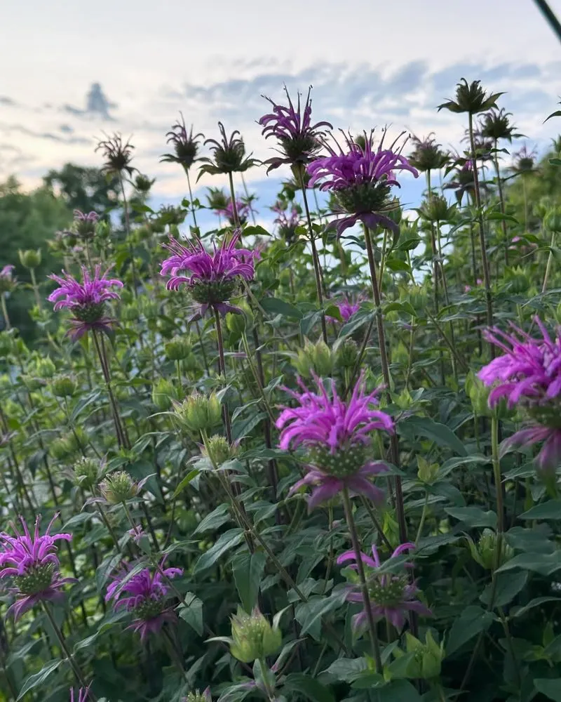 Bee Balm