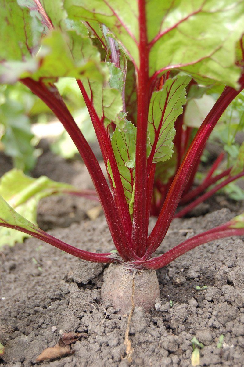 Beets