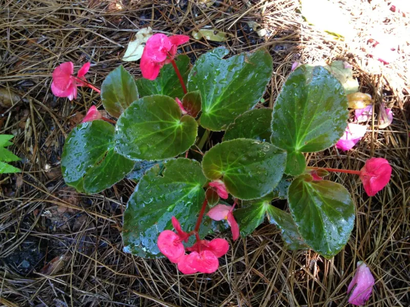 Begonia