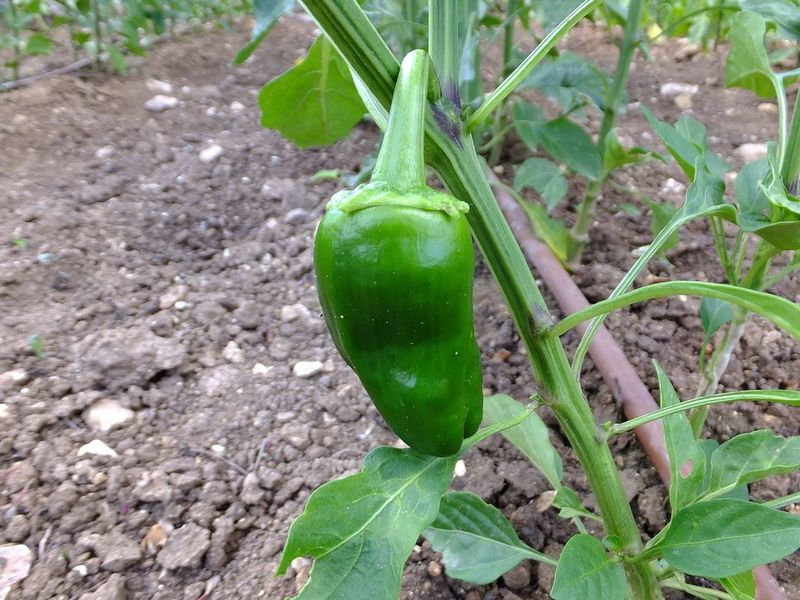 Bell Peppers