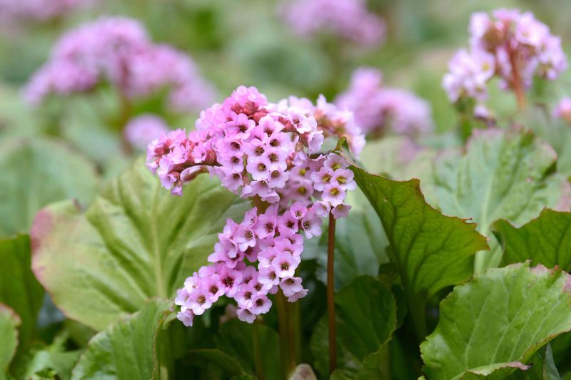 Bergenia