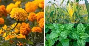 Best and Worst Companion Plants for Squash You Need to Know