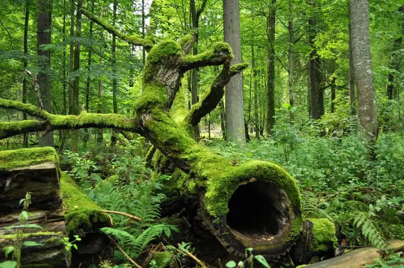 Białowieża Forest, Poland and Belarus