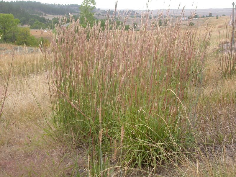 Big Bluestem