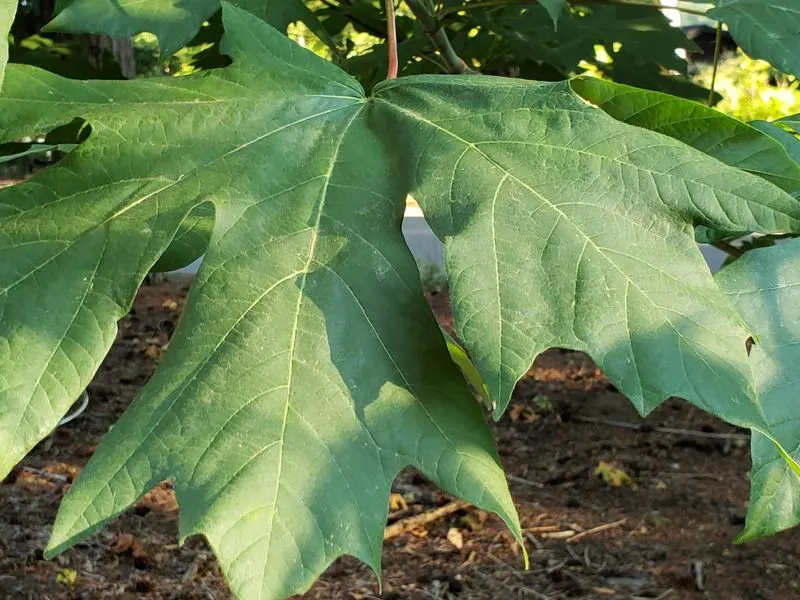 Bigleaf Maple