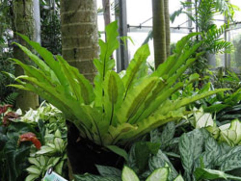 Bird's Nest Fern