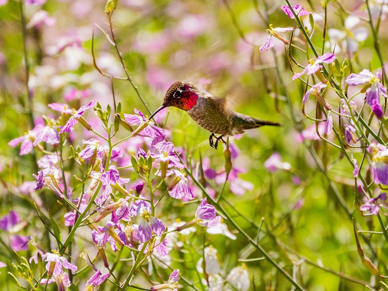 Bird and Pollinator Support