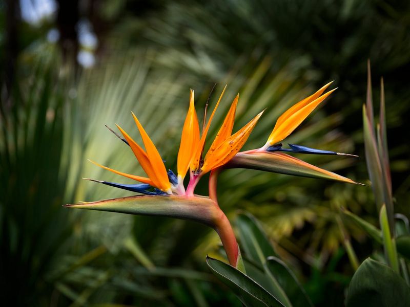 Bird of Paradise