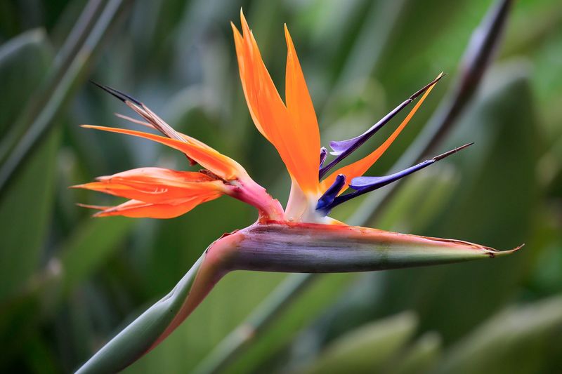 Bird of Paradise