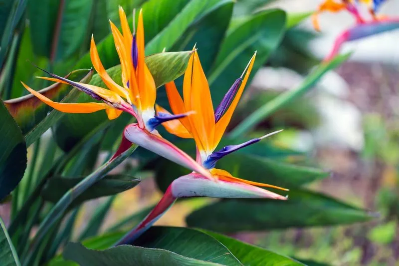 Bird of Paradise