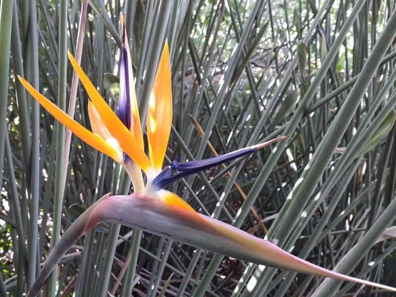 Bird of Paradise