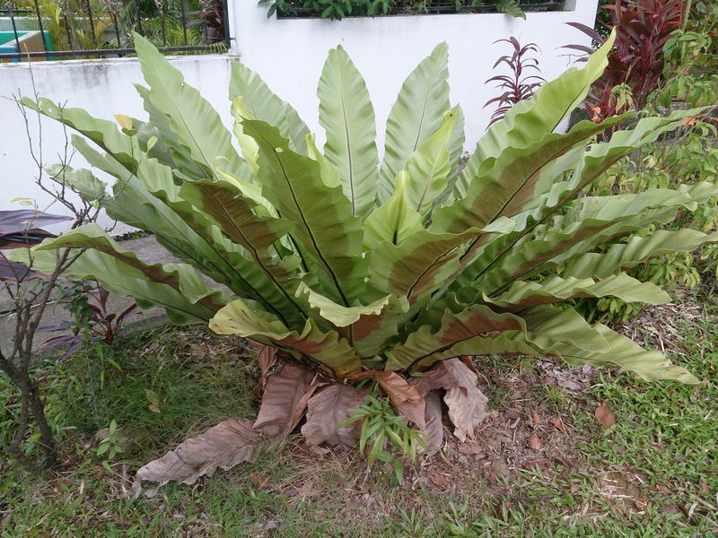 Bird's Nest Fern