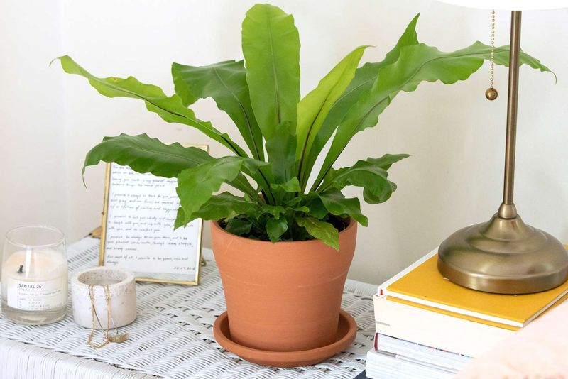 Bird’s Nest Fern