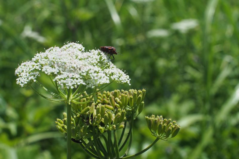 Bishop's Weed