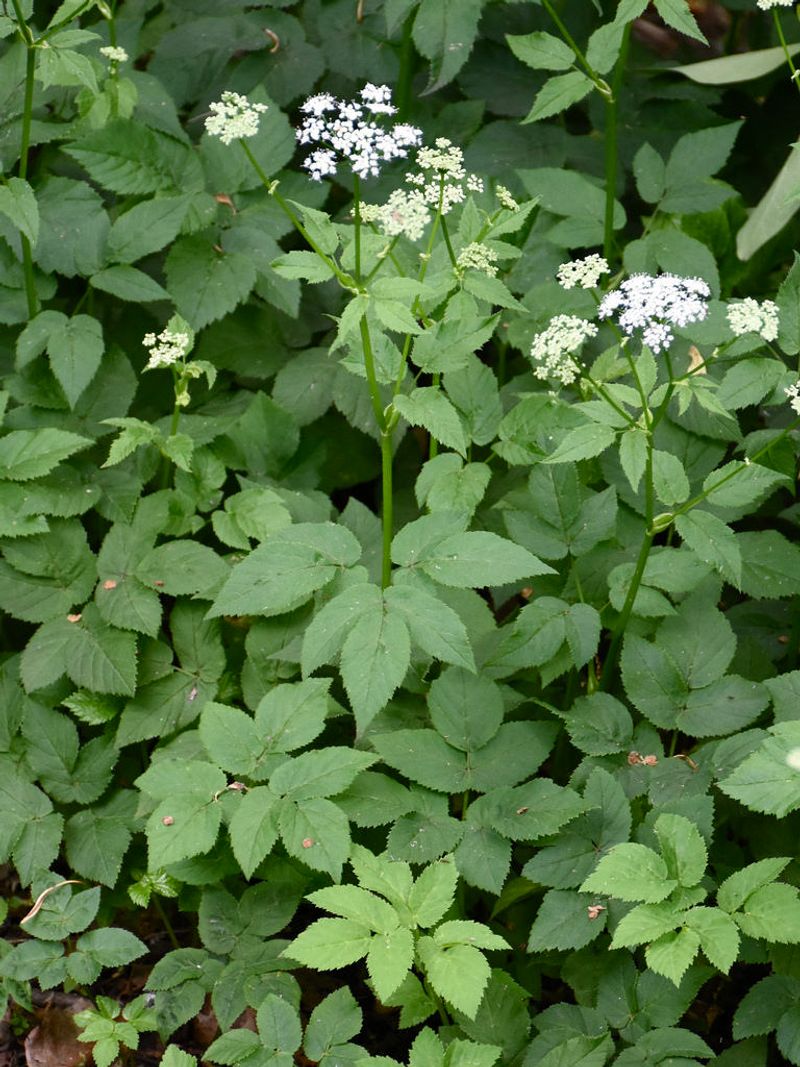 Bishop’s Weed (Goutweed)