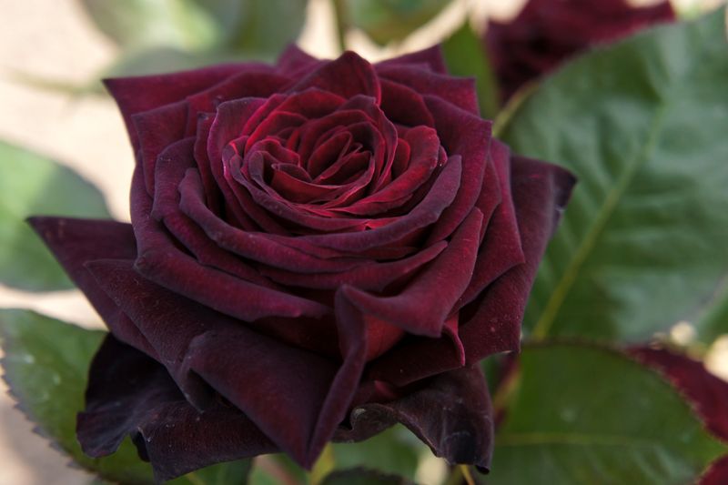 Black Baccara Rose