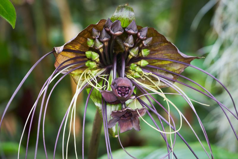 Black Bat Flower (Tacca chantrieri)