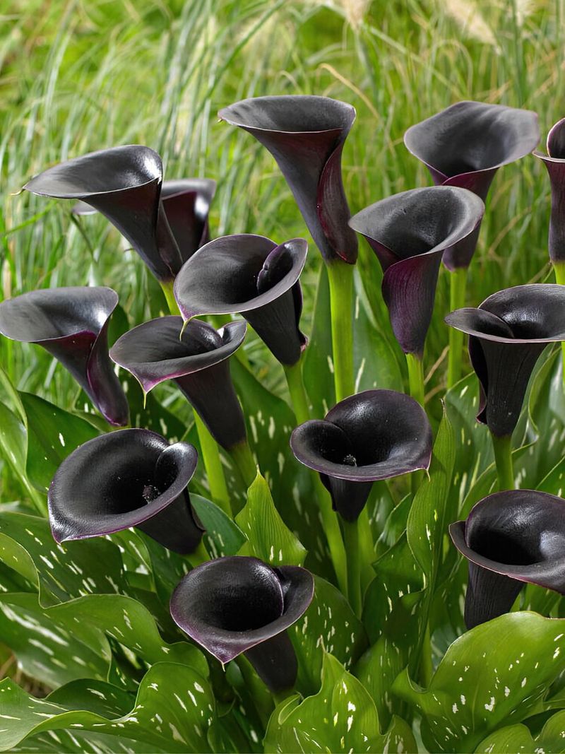 Black Calla Lily