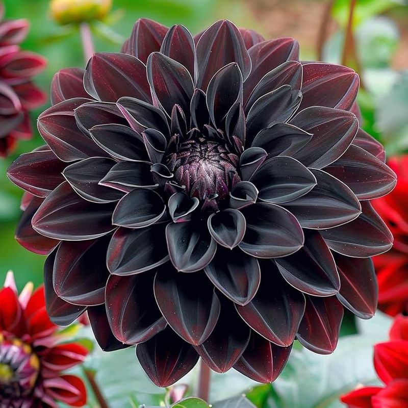 Black Dahlia