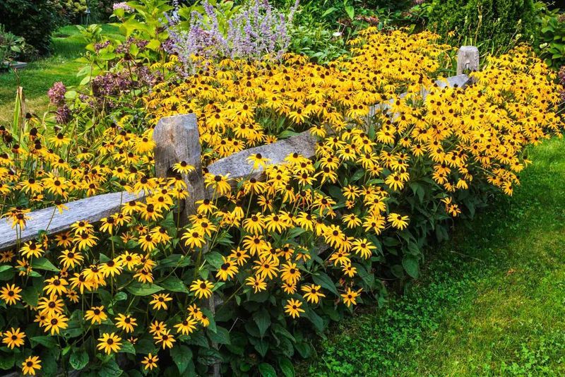 Black-Eyed Susan