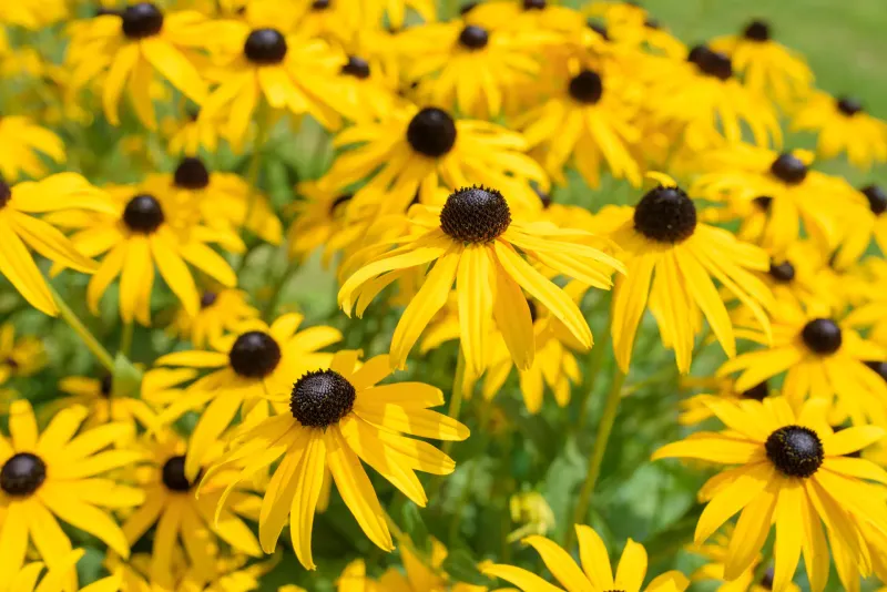 Black-Eyed Susan