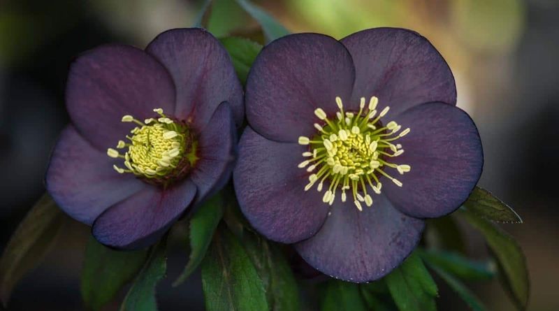 Black Hellebore