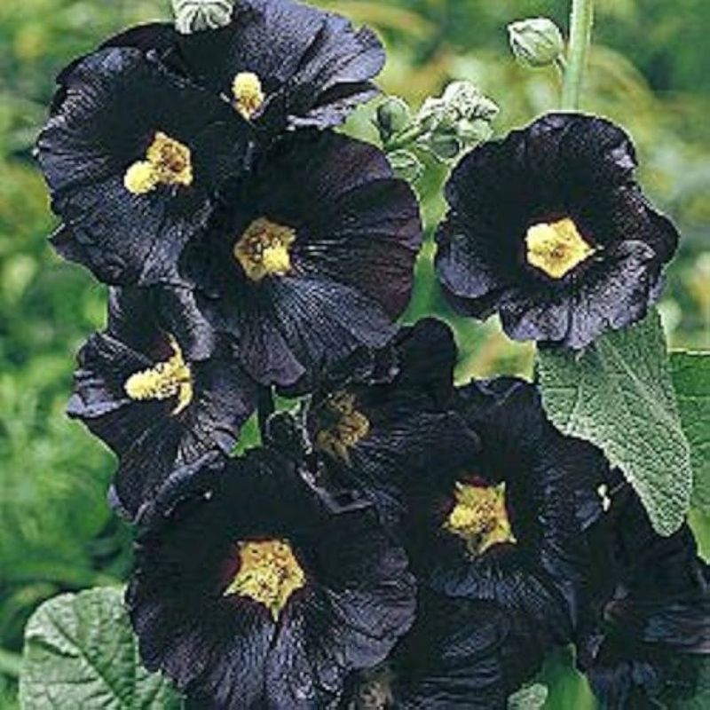 Black Hollyhock