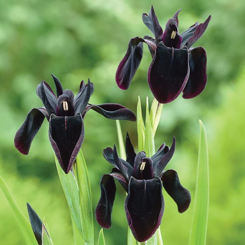 Black Iris