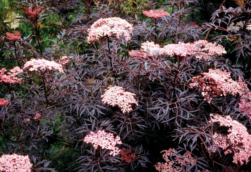 Black Lace Elderberry