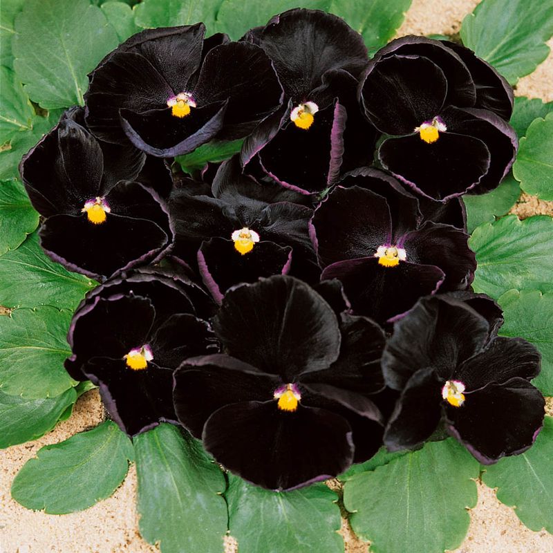 Black Pansy