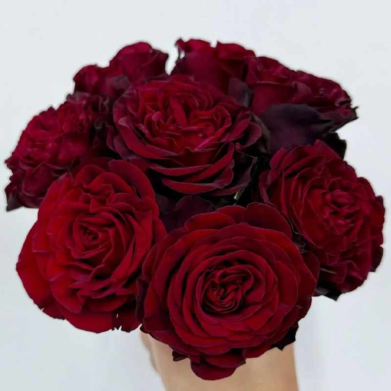 Black Pearl Rose