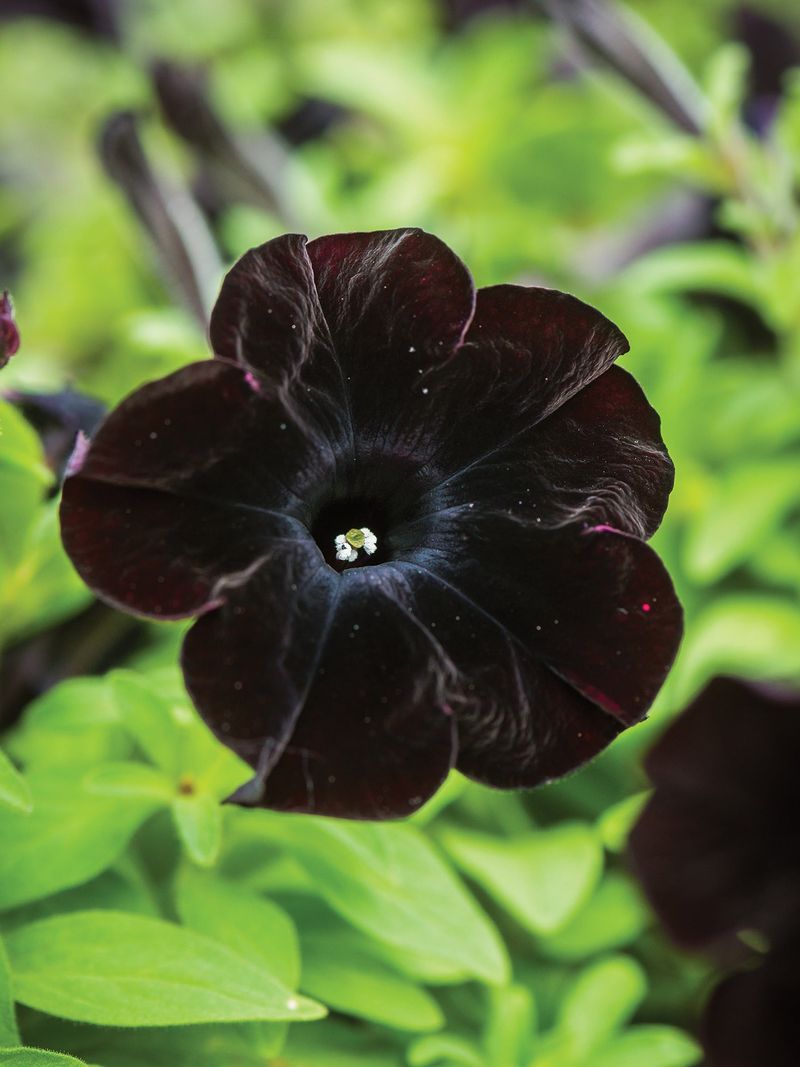 Black Petunia