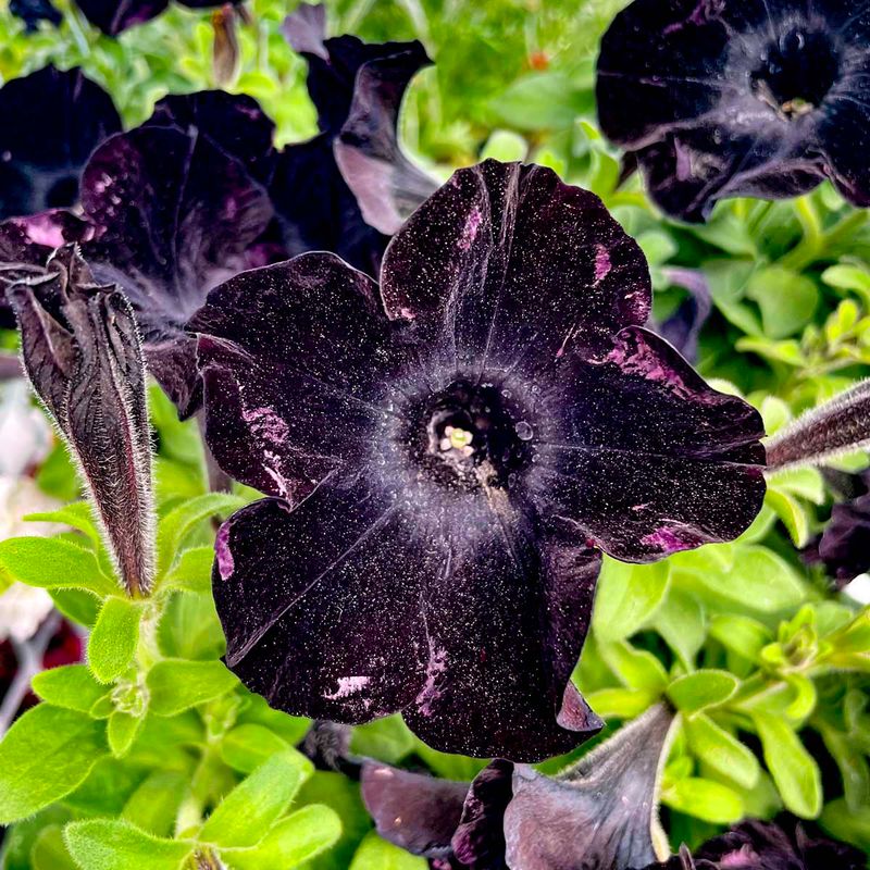 Black Velvet Petunia