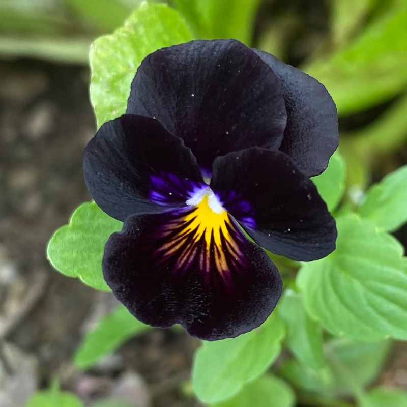 Black Violas