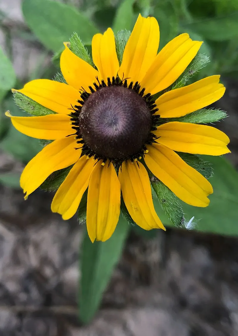 Black-eyed Susan