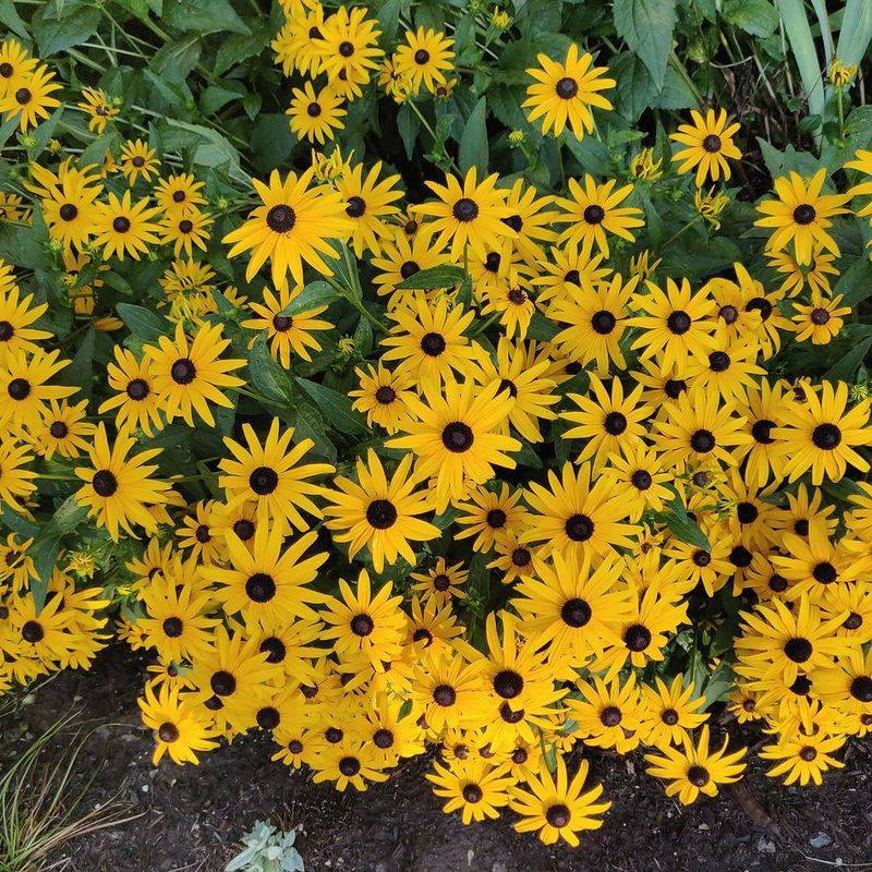 Black-eyed Susan