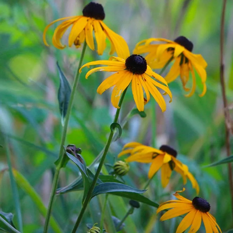 Black-eyed Susan