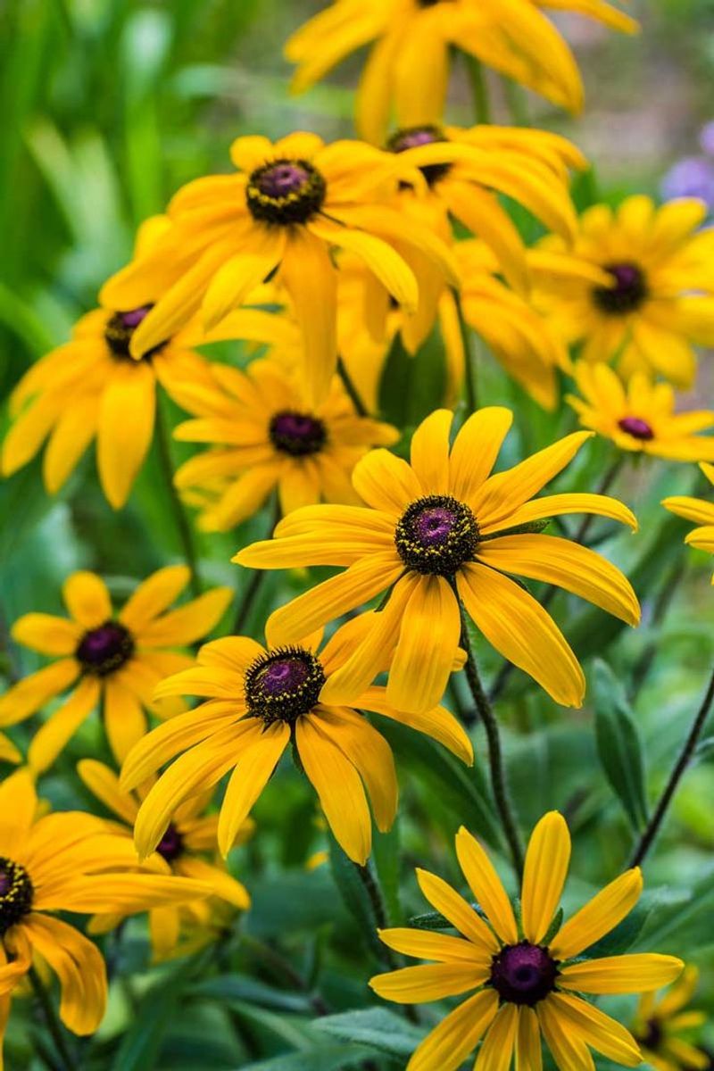 Black-eyed Susan