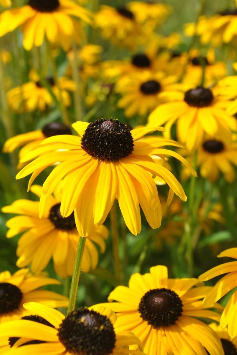 Black-eyed Susan