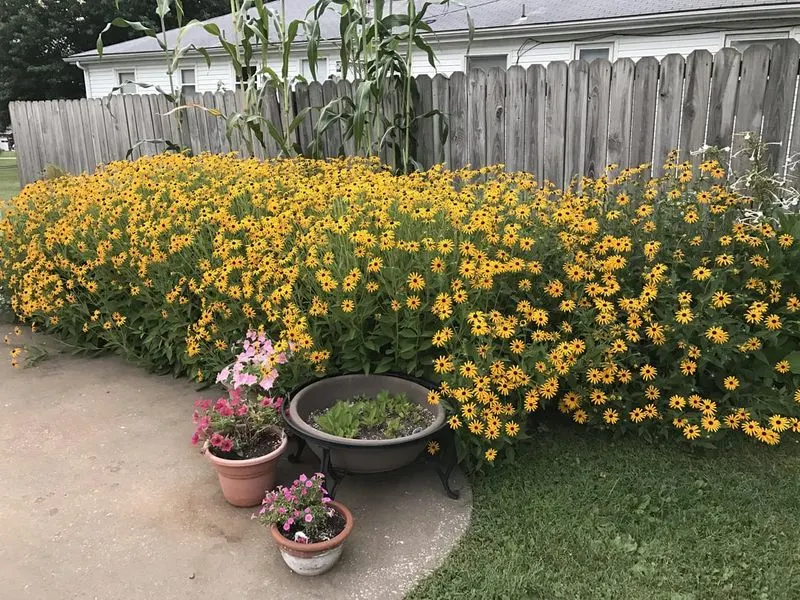 Black-eyed Susan