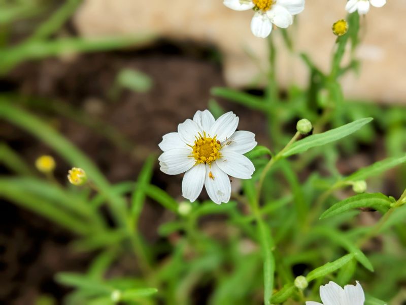 Blackfoot Daisy