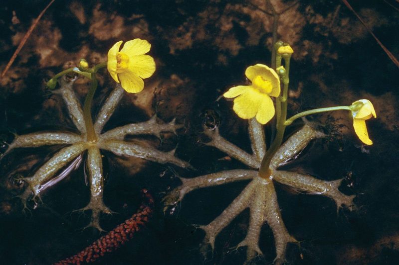 Bladderwort (Utricularia)