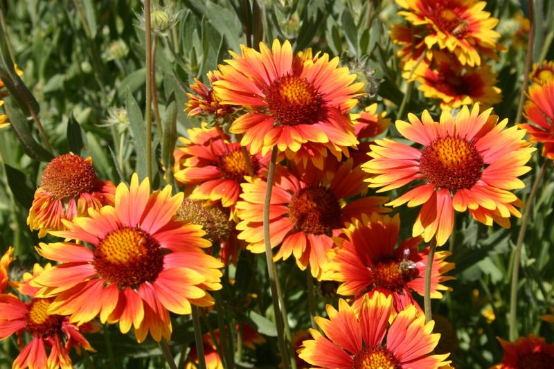 Blanket Flower