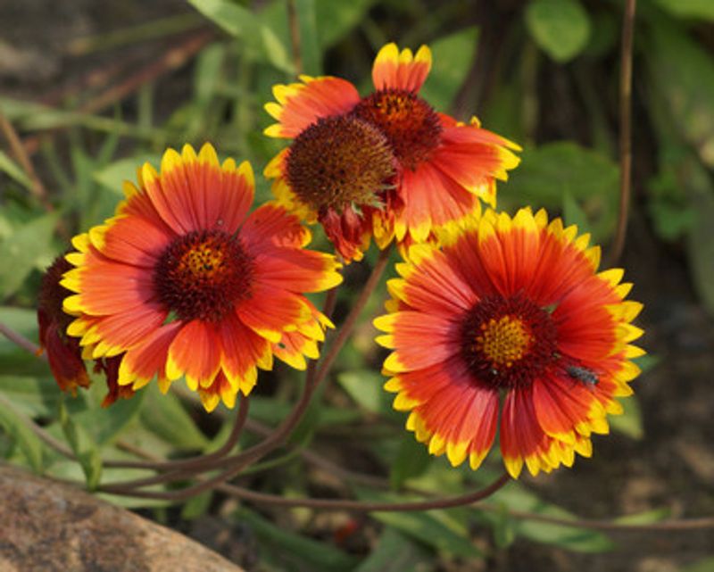 Blanket Flower