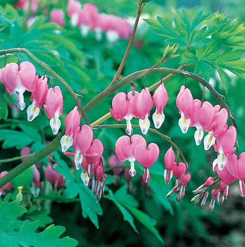 Bleeding Heart